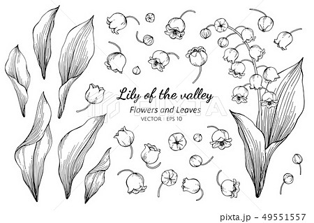 Set Of Lily Of The Valley Flower And Leaves Drawinのイラスト素材