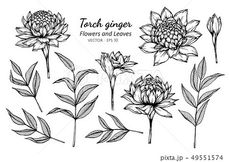 set of torch ginger flower and leaves drawing 49551574