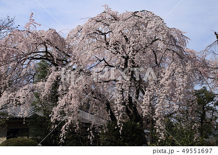 川越中院の満開のしだれ桜の写真素材 [49551697] - PIXTA