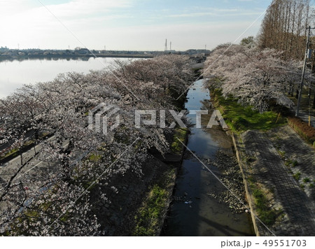 川越伊佐沼の桜並木（ドローン空撮） 49551703
