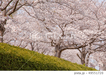 桜 49551720