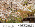国分寺市 武蔵国分寺跡 さくら 49552081