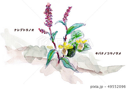 ナンブトラノオとキバナノコマノツメ（早池峰山） 49552096