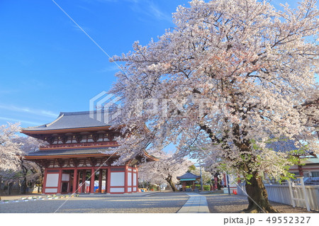 【東京都】池上本門寺の仁王門と桜 49552327