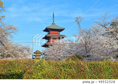 【東京都】池上本門寺の五重塔と桜 49552328