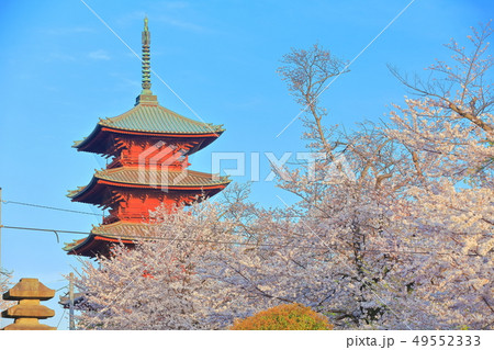 【東京都】池上本門寺の五重塔と桜 【東京都】池上本門寺の五重塔と桜 49552333
