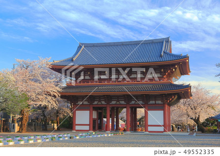 【東京都】池上本門寺の仁王門と桜 49552335