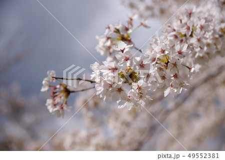 桜 49552381