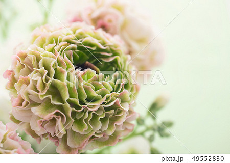 ラナンキュラス 49552830