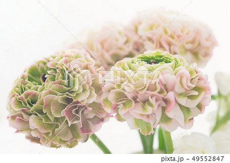 ラナンキュラス ラナンキュラス 49552847