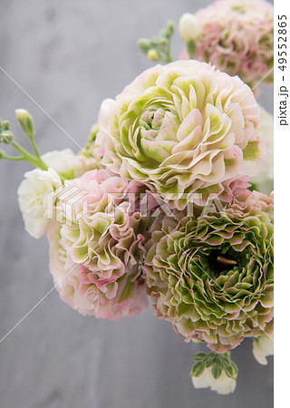 ラナンキュラス ラナンキュラス 49552865