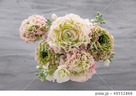 ラナンキュラス ラナンキュラス 49552866