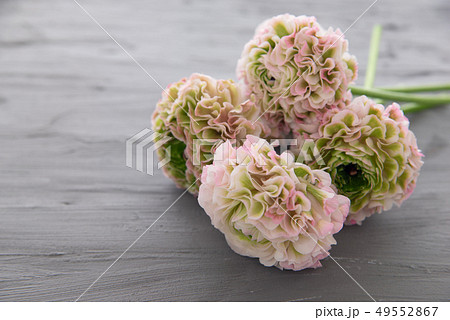 ラナンキュラス 49552867