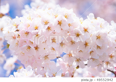 桜の花 桜の花 49552942