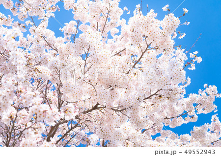 桜の花 桜の花 49552943
