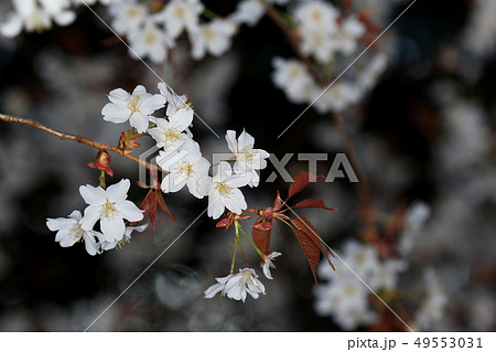 自然 植物 ヤマザクラ、個体差はあるようですがこちらは純白の花に赤紫色の若葉が美しい① 自然 植物 ヤマザクラ、個体差はあるようですがこちらは純白の花に赤紫色の若葉が美しい① 49553031
