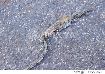 獣か鳥に食べられた、蛇の死骸 49553872