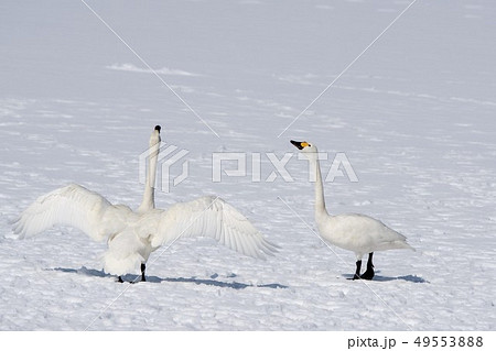 二羽のコハクチョウ　クッチャロ湖　浜頓別町 49553888