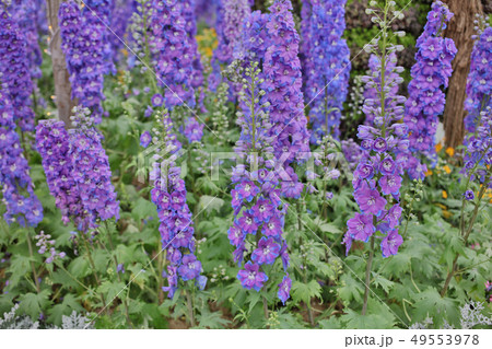 a common foxglove flowers in natural vegetation 49553978