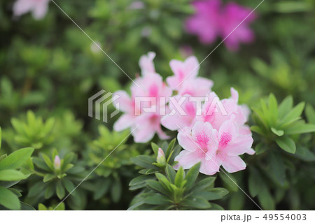 a plant genus from the family of heather plants 49554003