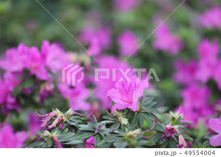a plant genus from the family of heather plants a plant genus from the family of heather plants 49554004