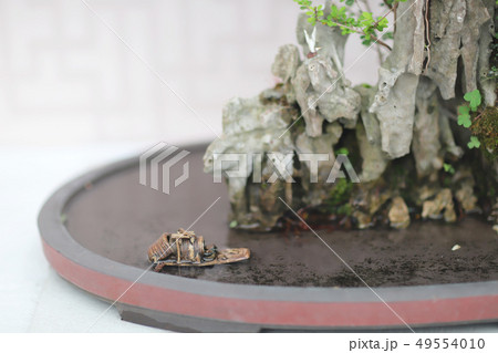 Bonsai and Penjing landscape with miniature Bonsai and Penjing landscape with miniature 49554010