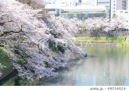 東京都　千鳥ヶ淵　満開の桜 49554024