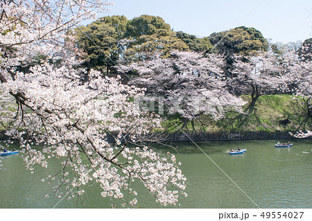 東京都　千鳥ヶ淵　満開の桜 49554027