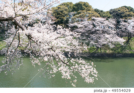 東京都　千鳥ヶ淵　満開の桜 49554029