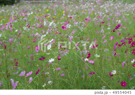 コスモスの花畑 コスモスの花畑 49554045