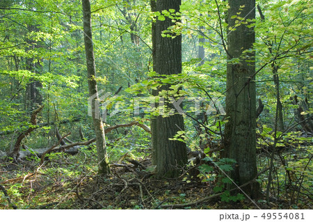 Linden tree branches illuminated by morning light 49554081