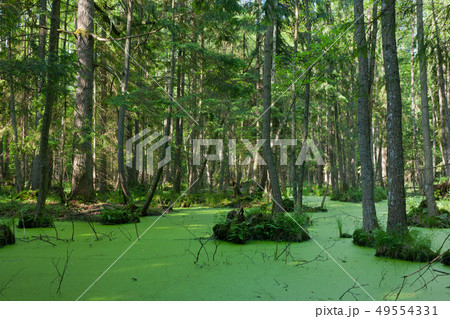 Natural stand of Bialowieza Forest with standing Natural stand of Bialowieza Forest with standing 49554331