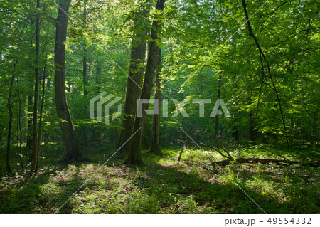 Old oaks and hornbeams tree in summer deciduous 49554332