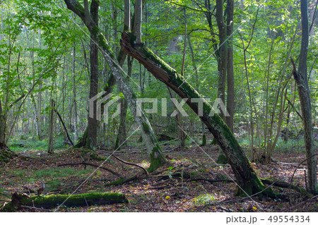 Old hornbeam trees in fall Old hornbeam trees in fall 49554334