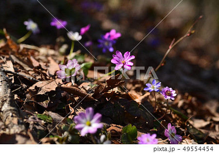 雪割草 雪割草 49554454