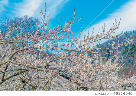 長野県長野市 ろうかく梅園の白梅の花 長野県長野市 ろうかく梅園の白梅の花 49554640