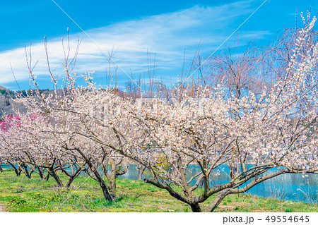 長野県長野市 ろうかく梅園の白梅の花 長野県長野市 ろうかく梅園の白梅の花 49554645