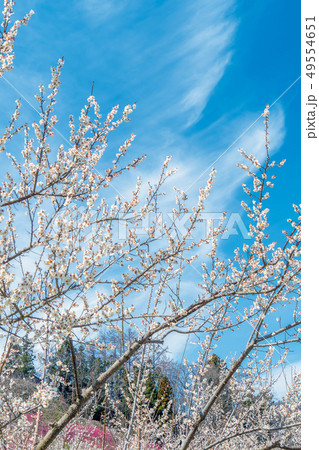 長野県長野市 ろうかく梅園の白梅の花 長野県長野市 ろうかく梅園の白梅の花 49554651