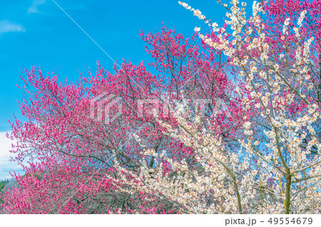 長野県長野市 ろうかく梅園の紅梅の花 49554679