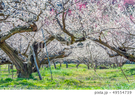 長野県長野市 ろうかく梅園の白梅の花 49554739