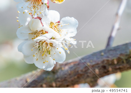長野県長野市 ろうかく梅園の白梅の花 49554741