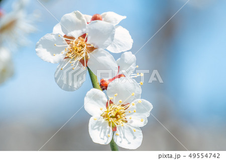 長野県長野市 ろうかく梅園の白梅の花 長野県長野市 ろうかく梅園の白梅の花 49554742