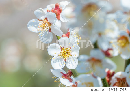 長野県長野市 ろうかく梅園の白梅の花 長野県長野市 ろうかく梅園の白梅の花 49554743