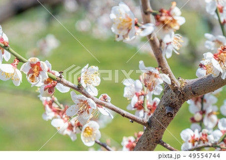 長野県長野市 ろうかく梅園の白梅の花 49554744
