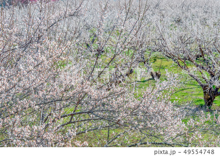長野県長野市 ろうかく梅園の白梅の花 49554748
