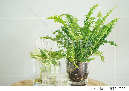 植物 工場 プランツ 49554765