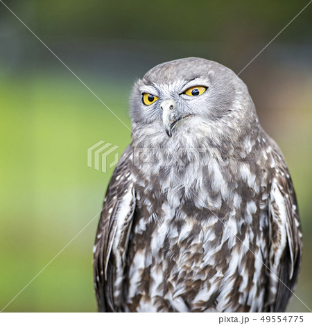 Barking Owl 49554775