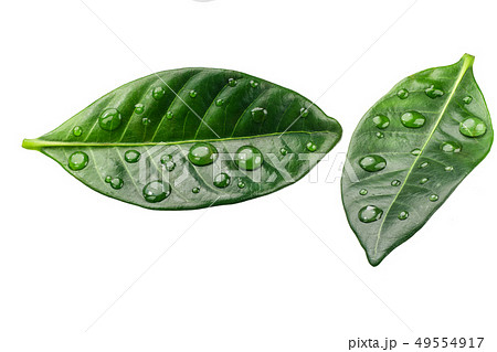 Citrus leaves with drops isolated on a white Citrus leaves with drops isolated on a white 49554917