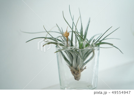 チランジア 植物 工場 49554947