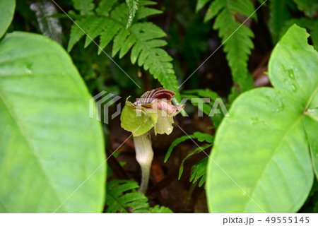 珍しい植物 珍しい植物 49555145
